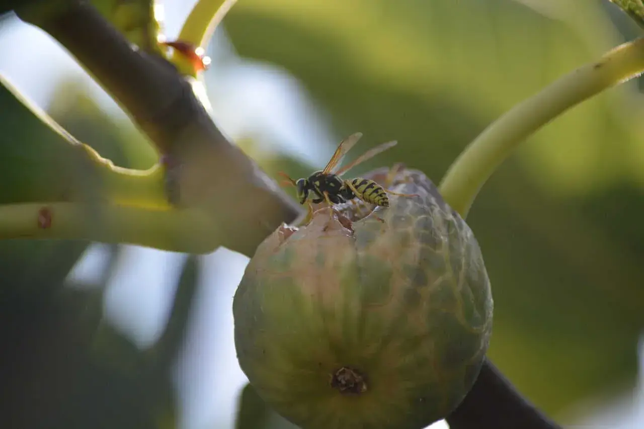 Vespa del fico in azione, un esempio di impollinazione naturale.