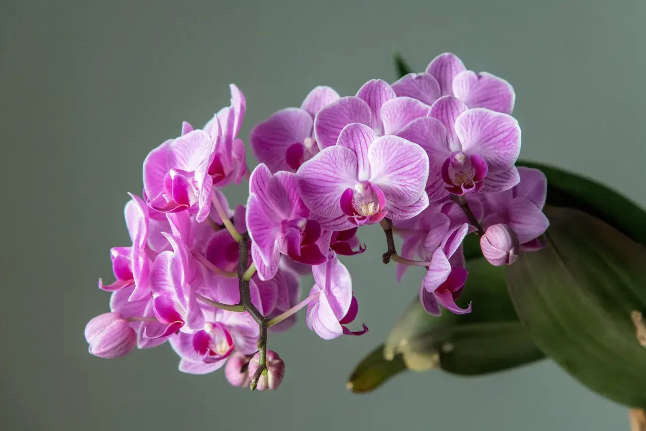 Kwitnący storczyk, czyli piękna orchidea, zachwyca delikatnymi, różowymi płatkami z prążkami.