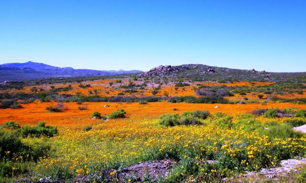 Namaqua National Park: Ein Meer aus orangefarbenen und gelben Blumen unter blauem Himmel.