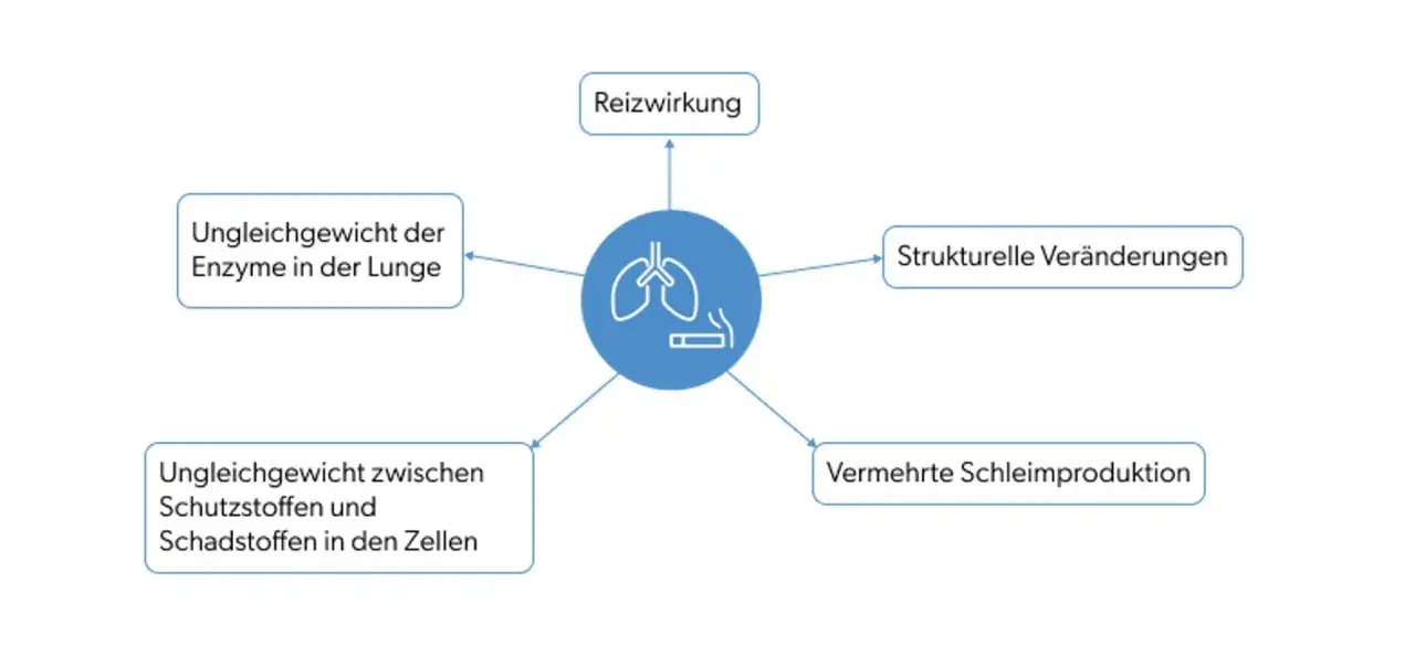 Schema zeigt, wie Rauchen zu COPD führt: Reizung, Ungleichgewicht von Enzymen/Schadstoffen, strukturelle Lungenveränderungen & vermehrte Schleimproduktion.