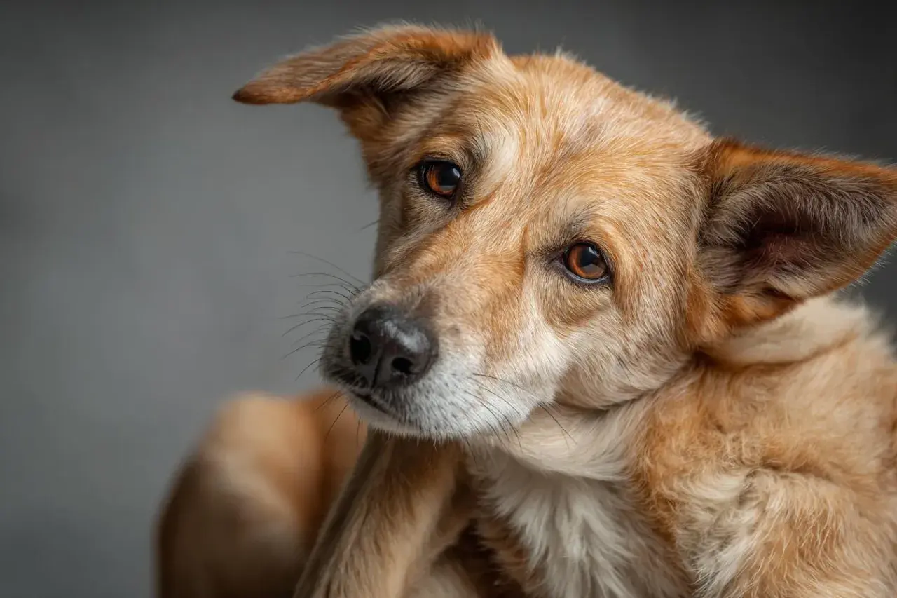 Ein brauner Hund mit aufmerksamen Augen, der sich im Dunkeln kratzt.