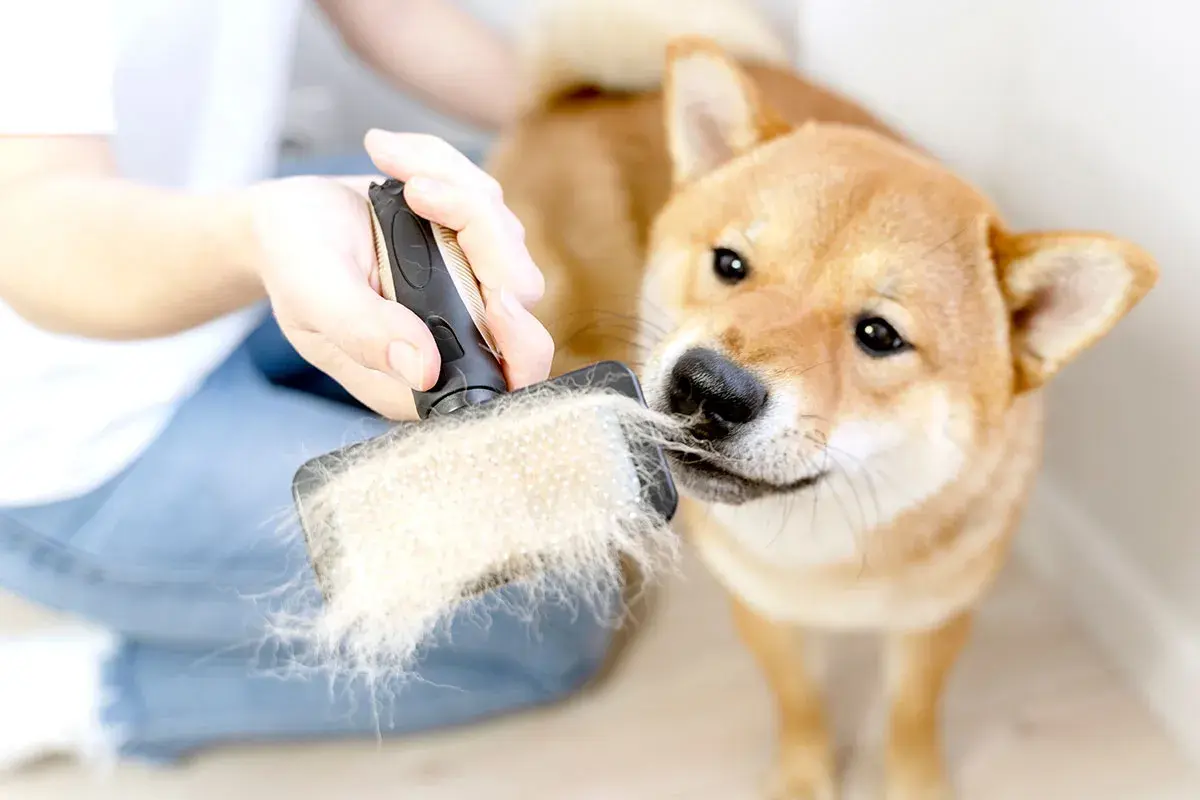 Ein Shiba Inu wird gebürstet. Die Bürste ist voller Haare, was auf **Stress** und **Schuppen** beim **Hund** hindeuten könnte.
