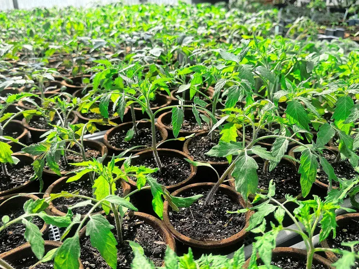 Viele junge Tomatenpflanzen wachsen in kleinen Töpfen in einem Gewächshaus.