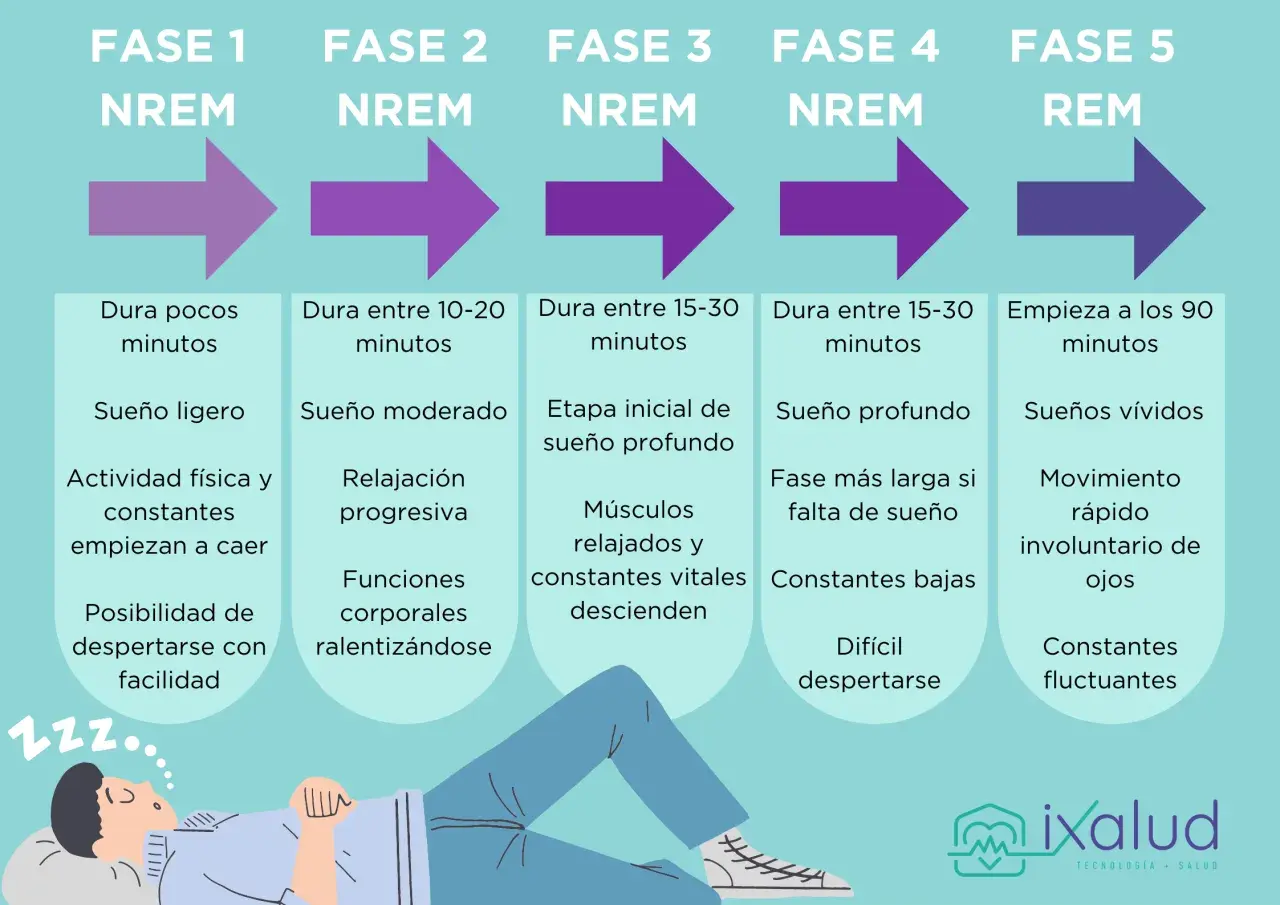 Ilustración de las fases del sueño, desde NREM hasta REM, con descripciones de cada etapa.