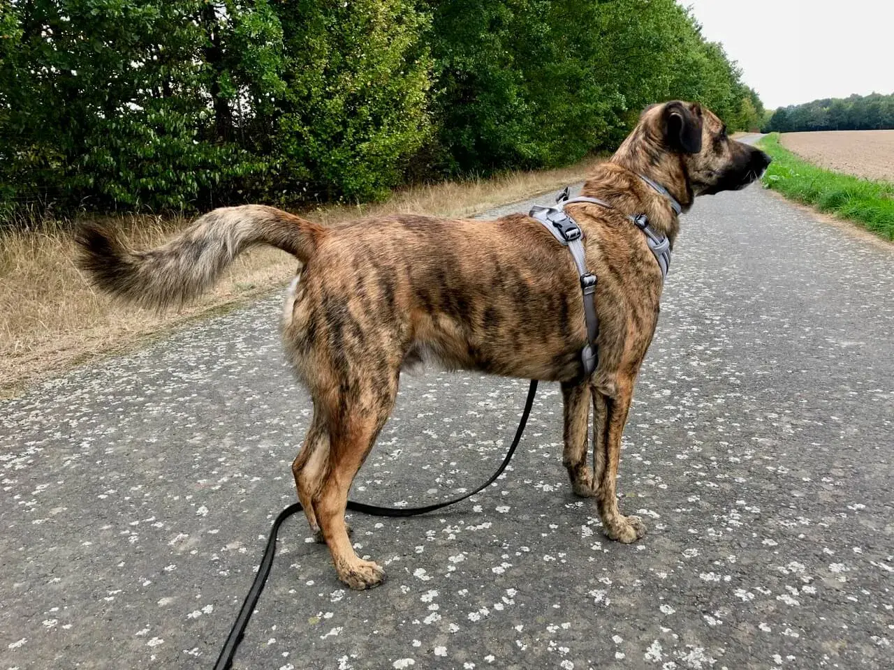 Ein gestromter Cão de Castro Laboreiro steht auf einem Weg, umgeben von Bäumen und Feldern.