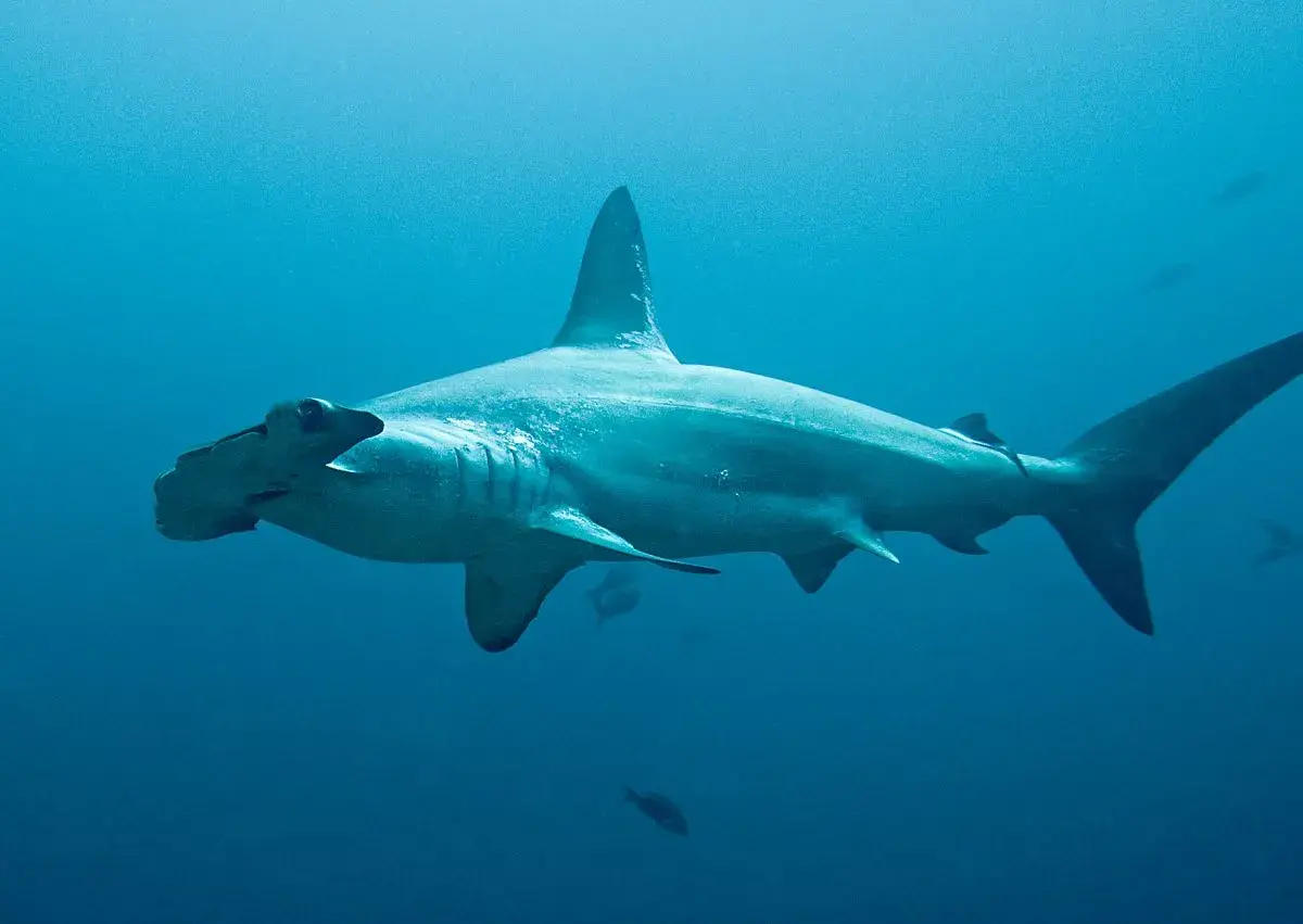 Un majestuoso tiburón martillo nada en aguas azules profundas, con su distintiva cabeza en forma de martillo mirando hacia la izquierda.