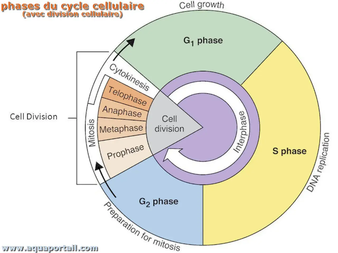 Schéma du cycle cellulaire : interphase (G1, S, G2) et mitose (prophase, métaphase, anaphase, télophase, cytokinèse).