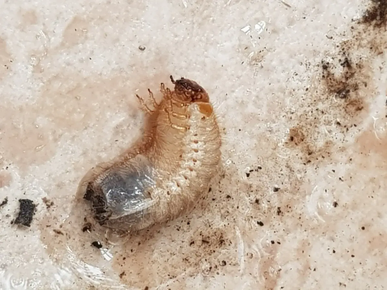 Un insetto bianco e paffuto, una larva, si muove nella terra umida dei vasi, pronto a trasformarsi.