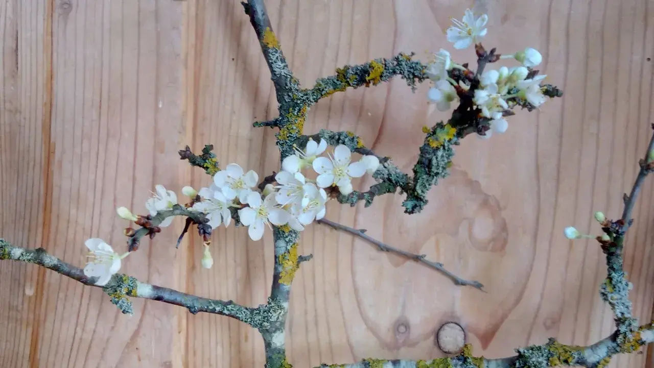 Zweige mit zarten weißen Blüten und Moos vor Holz Hintergrund. Ein Gruß zum Barbaratag, welche Zweige blühen bald?