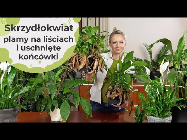 Dlaczego kwiaty skrzydłokwiatu brązowieją? Oto przyczyny i rozwiązania