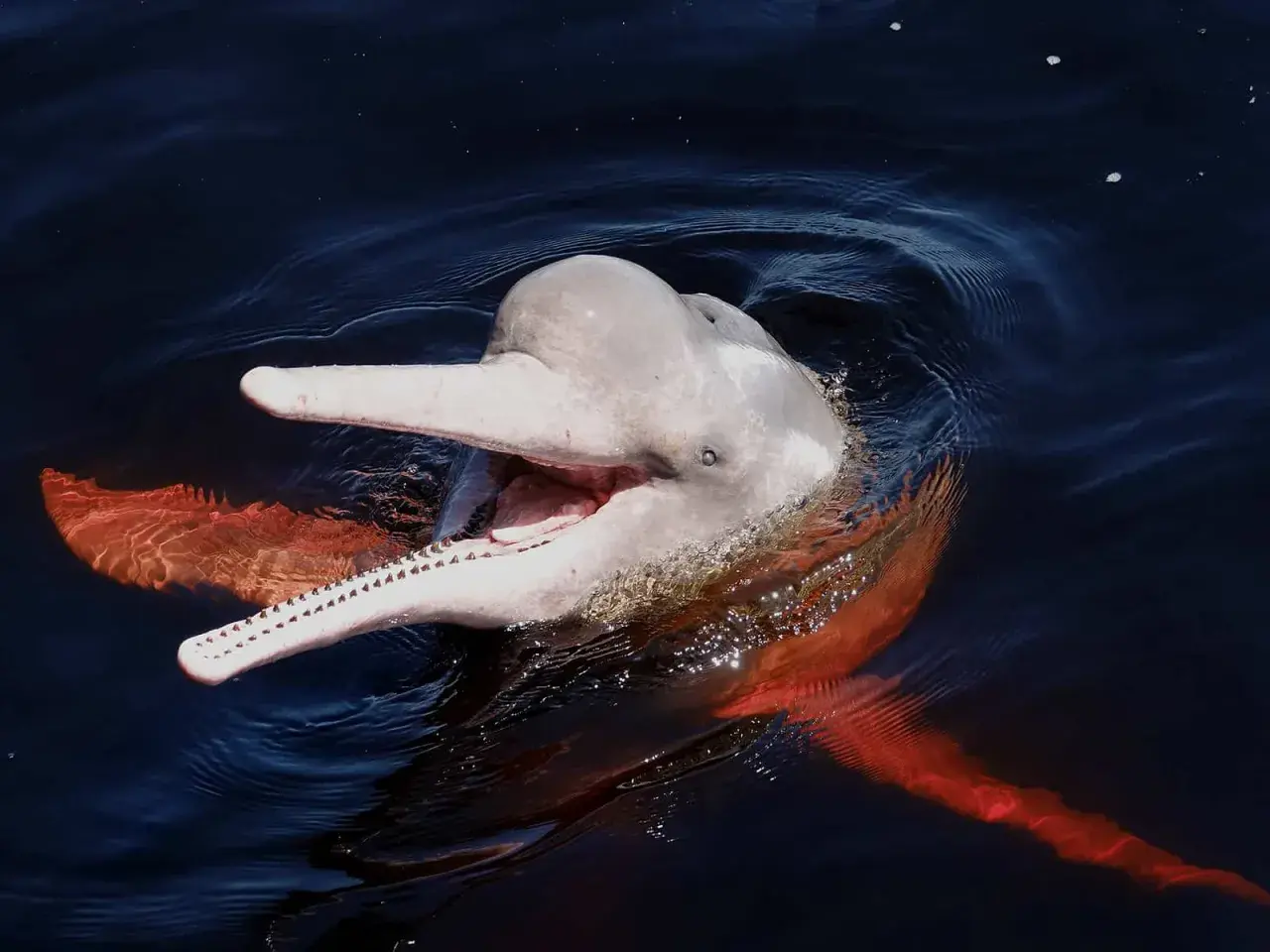 Uśmiechnięty, różowy delfin wynurza się z ciemnej wody, ukazując swoje zęby i pomarańczowe płetwy.