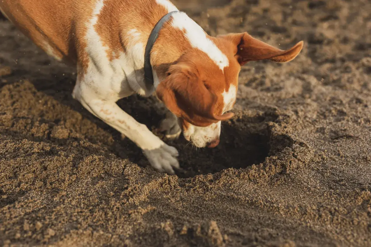 Ein braun-weißer Junghund gräbt eifrig im Sand. Perfekt, um einen Junghund auszulasten und seine natürlichen Instinkte zu fördern.