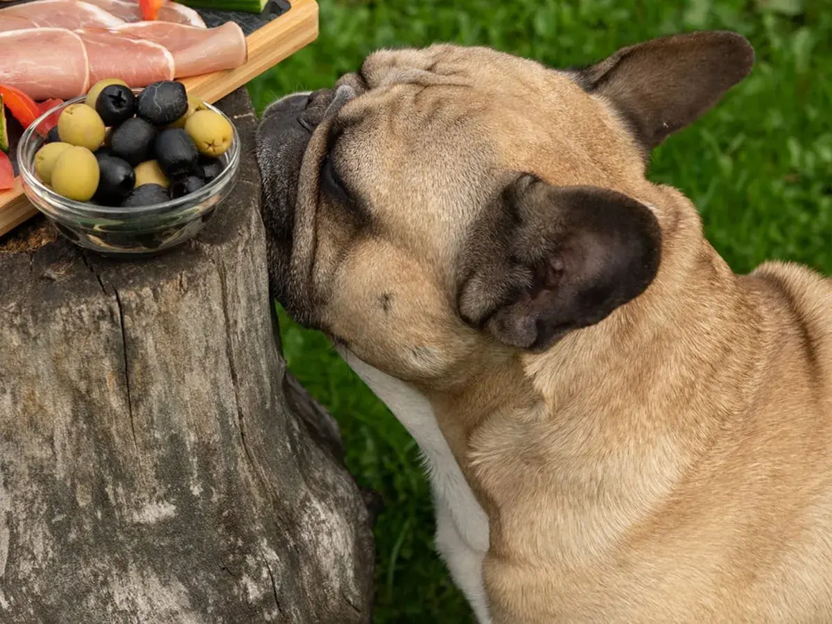 A French bulldog sniffs a bowl of olives, raising the question: can dogs eat olives?