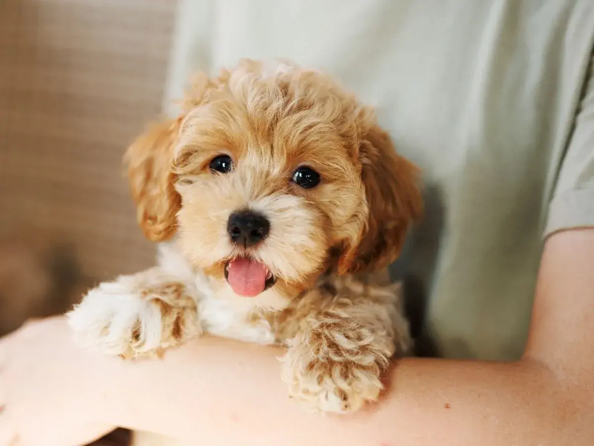Uroczy szczeniak Maltipoo z wystawionym językiem, trzymany w ramionach.