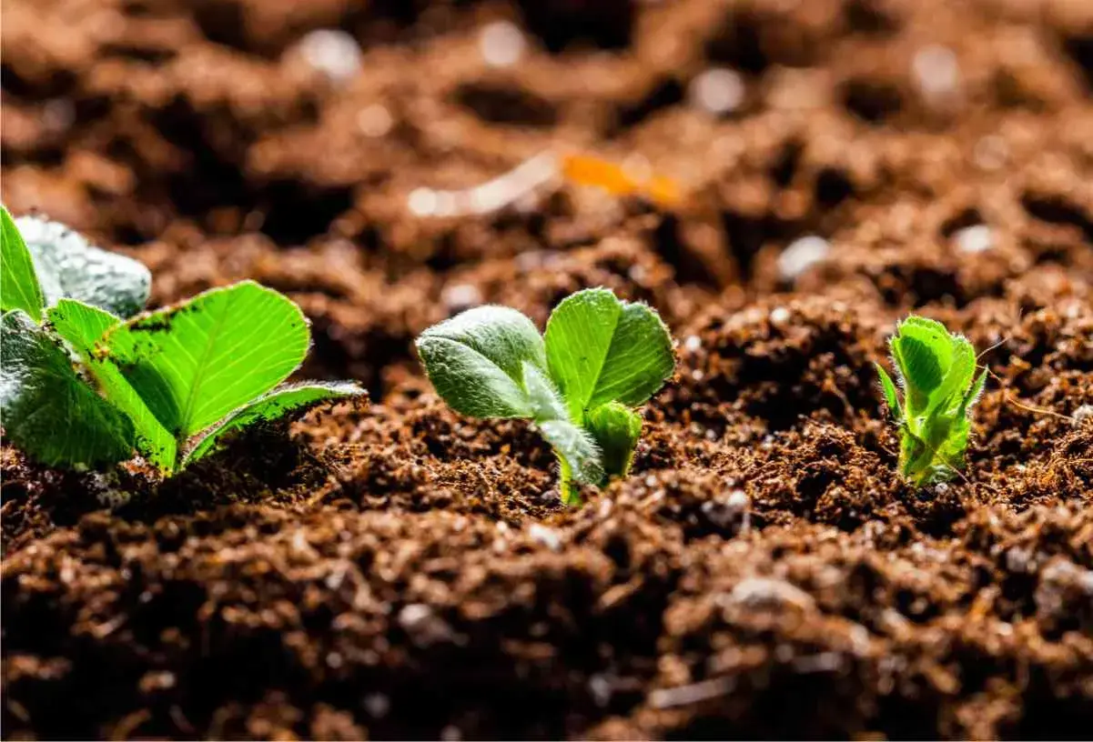 Germogli verdi spuntano da un terriccio senza torba, promettendo una nuova vita.