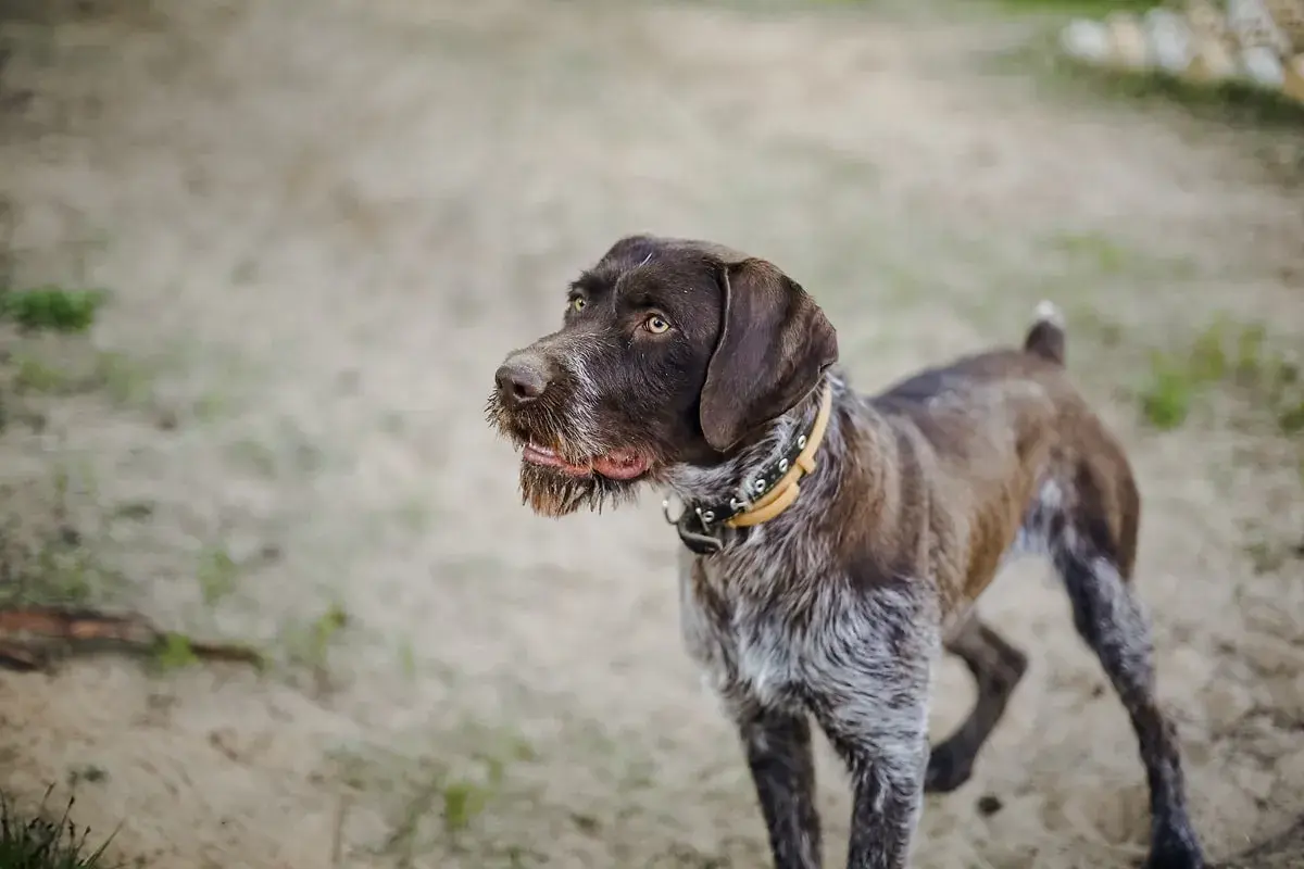 Ein brauner Deutsch Drahthaar, eine vielseitige jagdhund rasse, steht auf sandigem Boden.