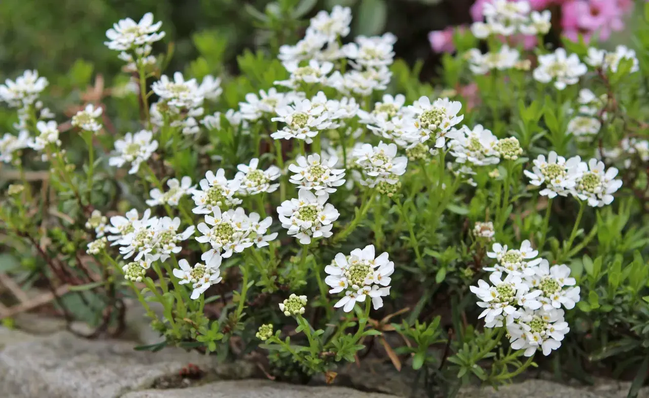 Ein Meer aus weißen Schleifenblumen, bereit zum Schneiden für einen Frühlingsstrauß.