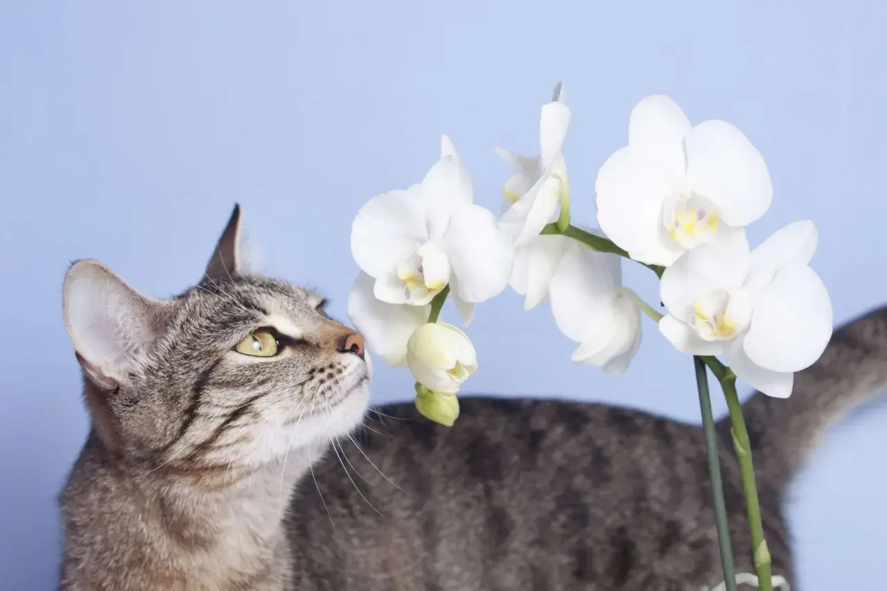A tabby cat curiously sniffs white orchids, raising the question: are orchids toxic to cats?