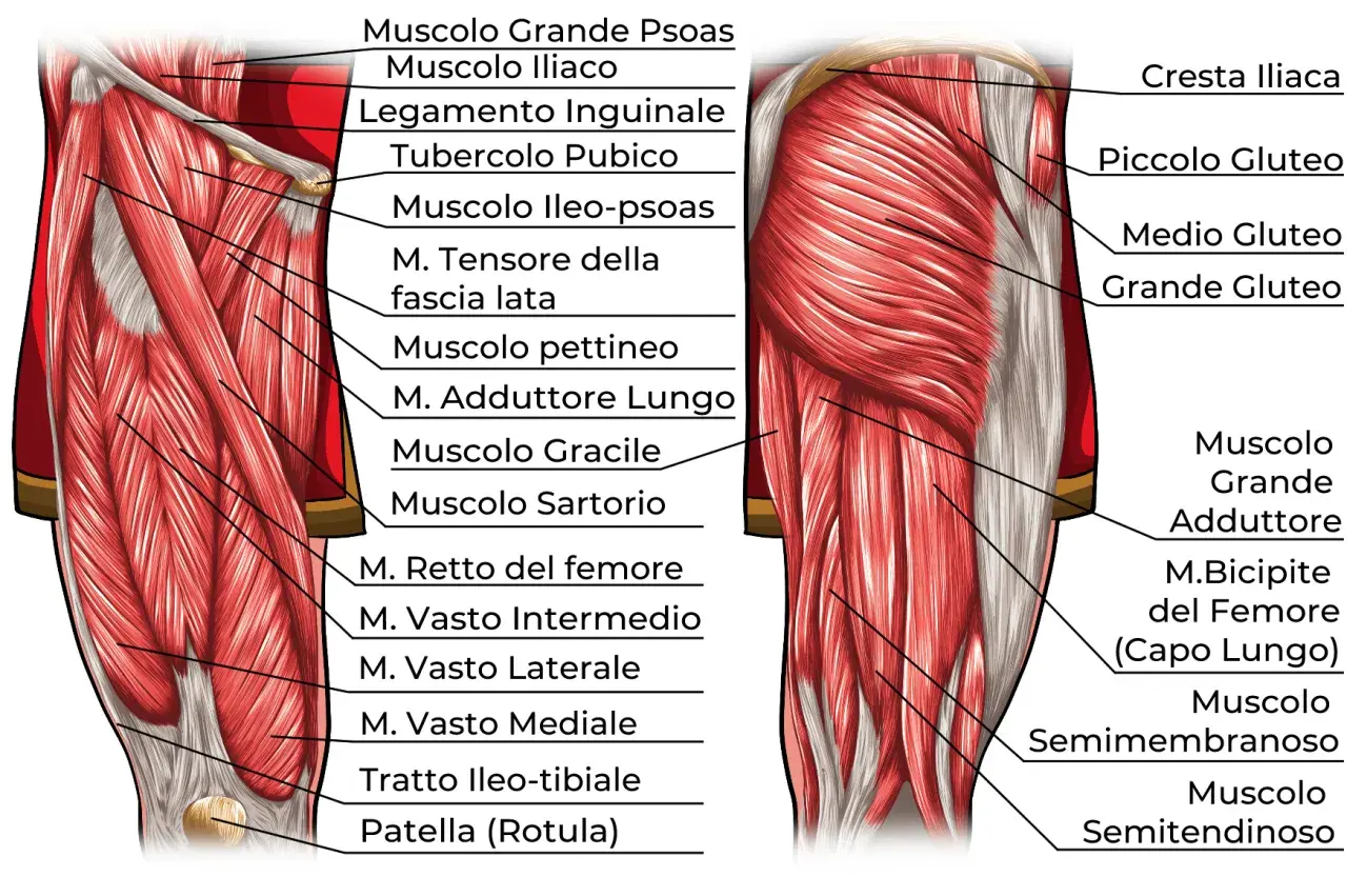 Anatomia dettagliata dei muscoli delle cosce, con etichette che indicano i nomi dei vari muscoli come il Grande Gluteo e il Retto del femore.