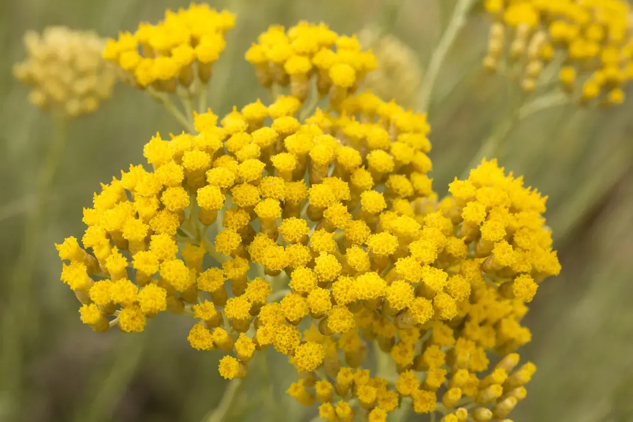 Racimos de flores amarillas, como pequeñas pompas de jabón, que parecen una **siempre viva** en el campo.