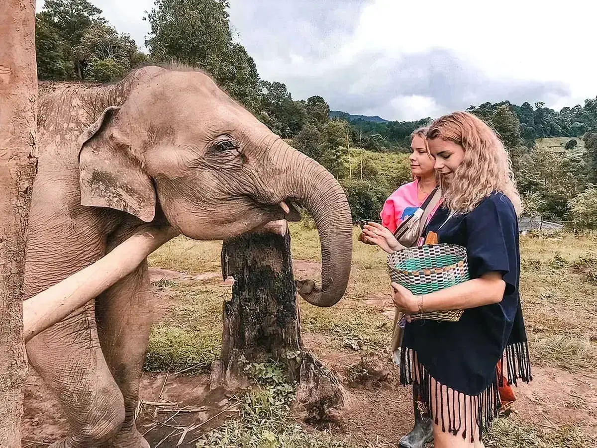 Besuch einer thailand elefanten auffangstation. Ein Elefant streckt seinen Rüssel nach Futter aus, das ihm zwei Frauen reichen.