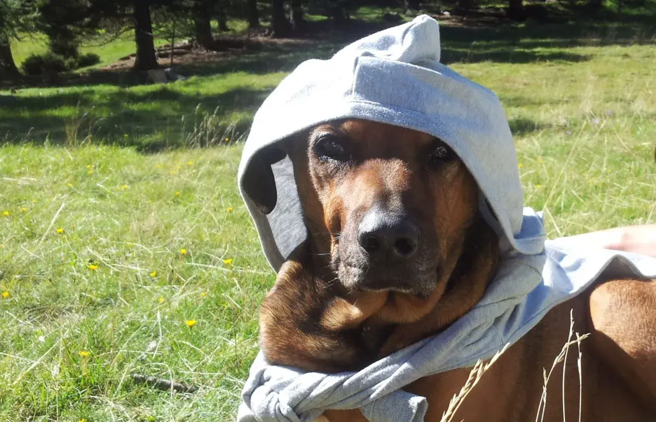 Ein brauner Hund mit Kapuze im Gras, die Sonne scheint.