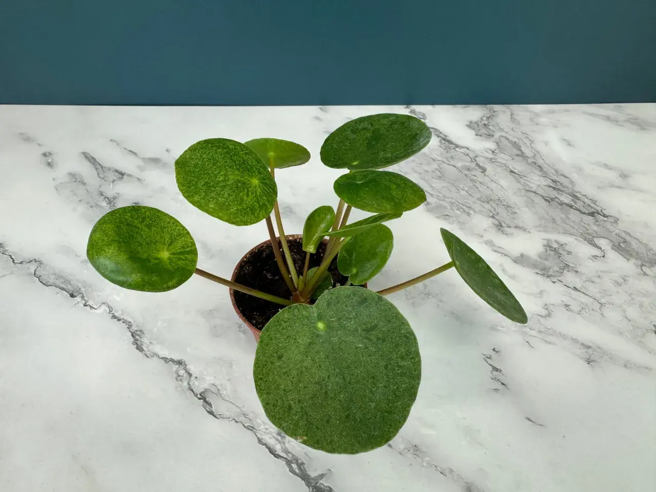 En krukväxt med runda, gröna blad som liknar myntablad. Bladen på denna pilea mojito har en marmorerad, ljusgrön textur.