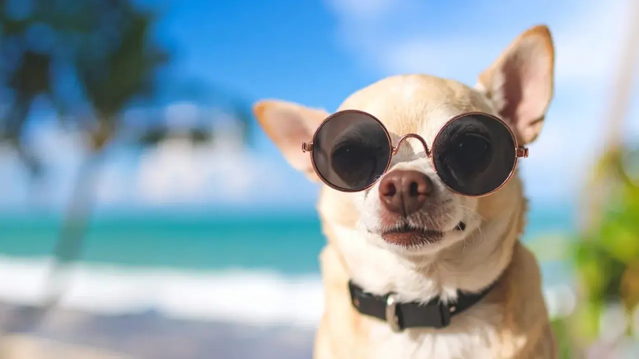 Chihuahua w okularach przeciwsłonecznych na plaży. Zastanawiasz się, gdzie wyrobić paszport dla psa na wakacje?