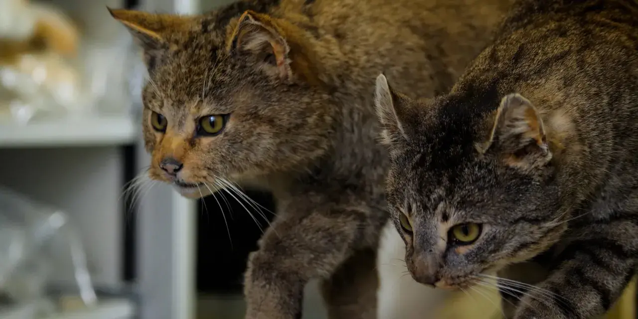 Zwei Katzen, eine mit wilderem Fell, die andere ein Hauskatze hybrid, blicken neugierig in die Ferne.