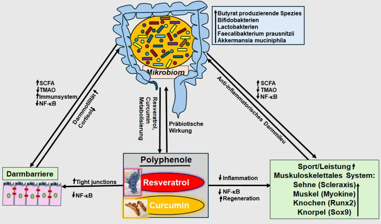 Polyphenole wie Resveratrol und Curcumin beeinflussen das Mikrobiom und die Darmbarriere. Ihre Wirkung kann Entzündungen reduzieren und die Regeneration fördern.