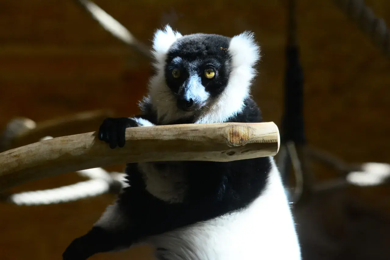 Czarno-biały lemur siedzi na gałęzi, jego oczy błyszczą. To jeden z gatunków, które są endemity Madagaskaru.