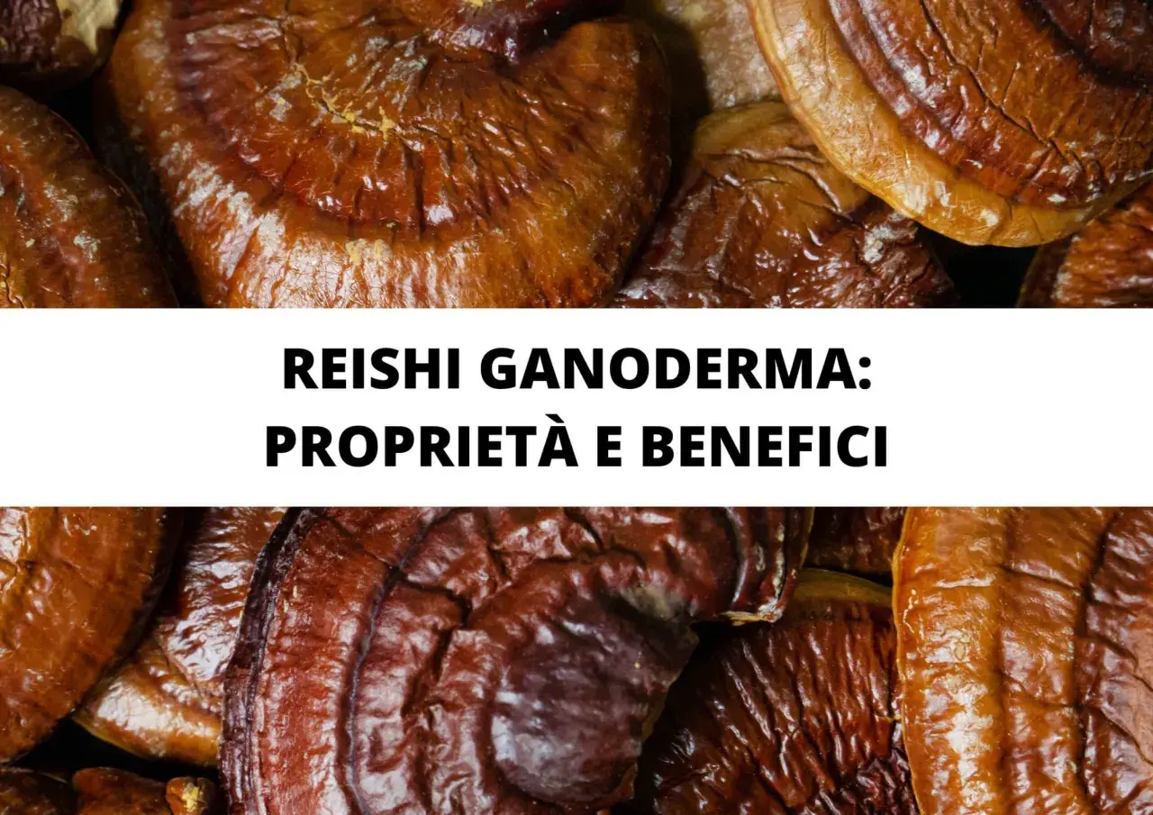 Reishi Ganoderma: proprietà e benefici. Funghi medicinali noti per i loro effetti positivi sulla salute.