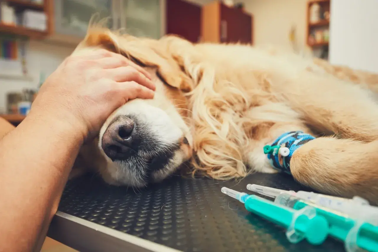 Pies rasy golden retriever leżący na stole weterynaryjnym, z ręką głaszczącą go po głowie. Widoczne wenflon i strzykawki.