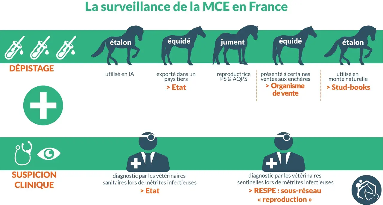 Surveillance de la MCE : dépistage par IA pour étalon, export, ventes, monte naturelle. Suspicion clinique : diagnostic vétérinaire pour métrites infectieuses, RESPE.