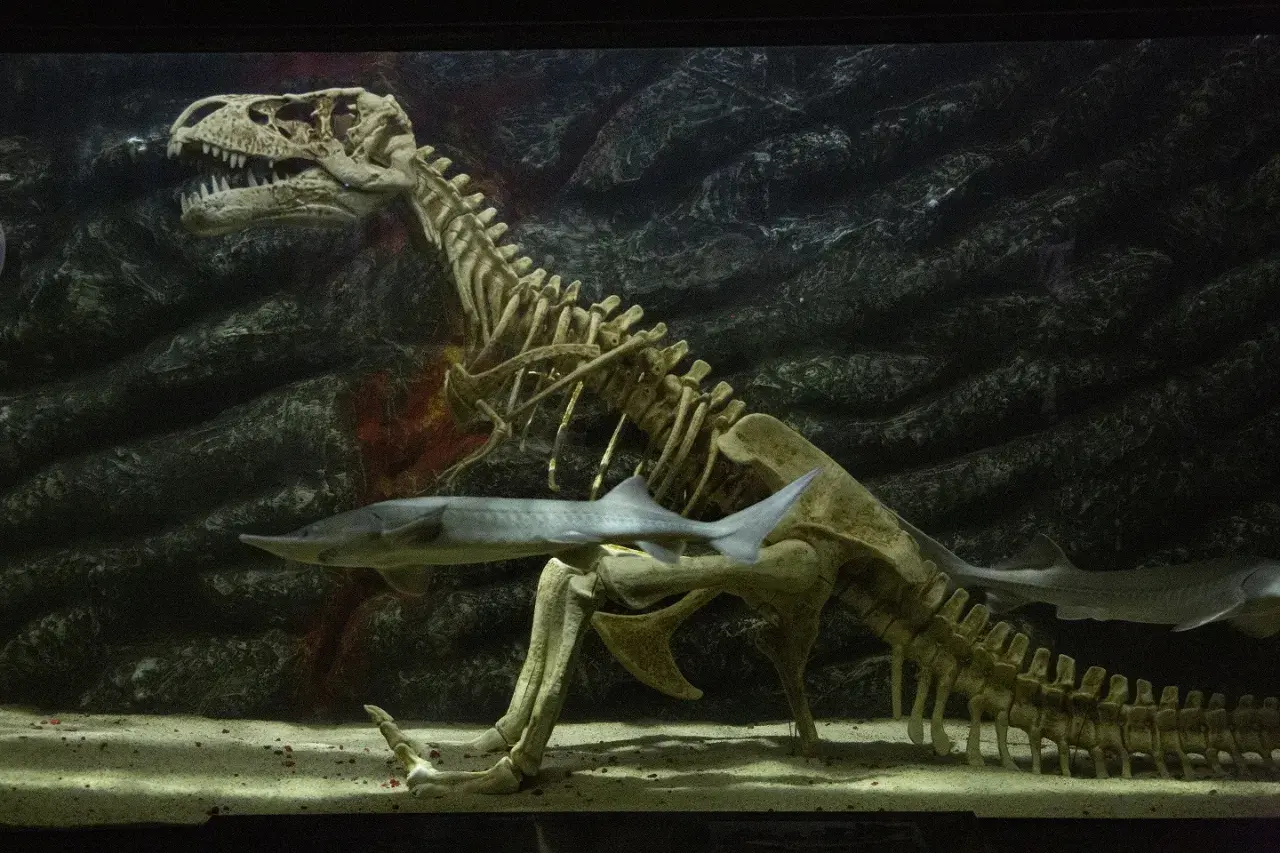 Ryba płynie obok szkieletu dinozaura w akwarium, tworząc niezwykły podwodny świat Zakopane.