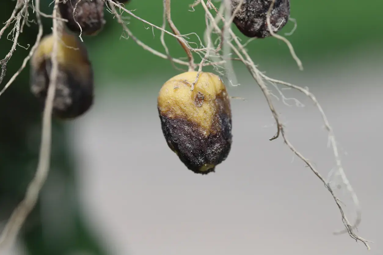 Petites pommes de terre jaunies et brunies, atteintes par un parasite, avec des racines fines.