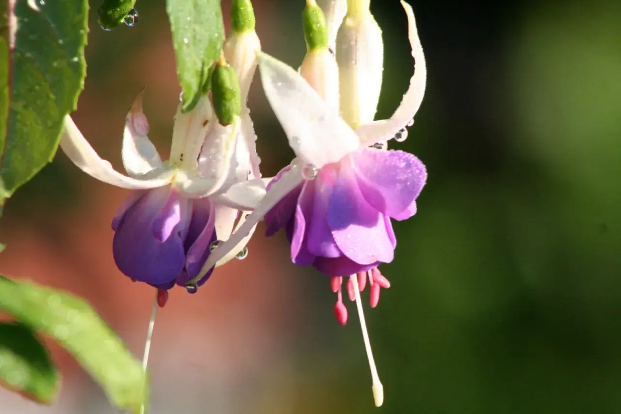 Två hängande fuchsia utomhus med daggdroppar på kronbladen.