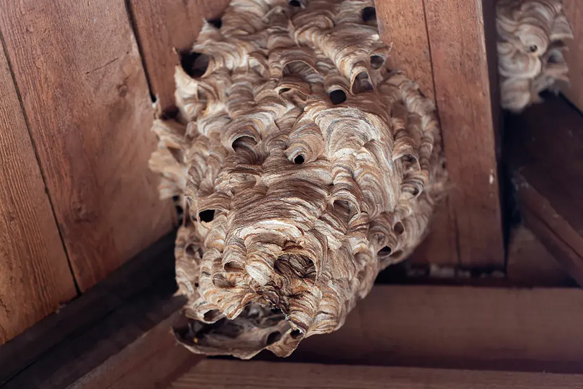Detailaufnahme eines Hornissen Nestbaus unter Holzbalken. Die Wabenstruktur ist aus papierartigem Material gefertigt.