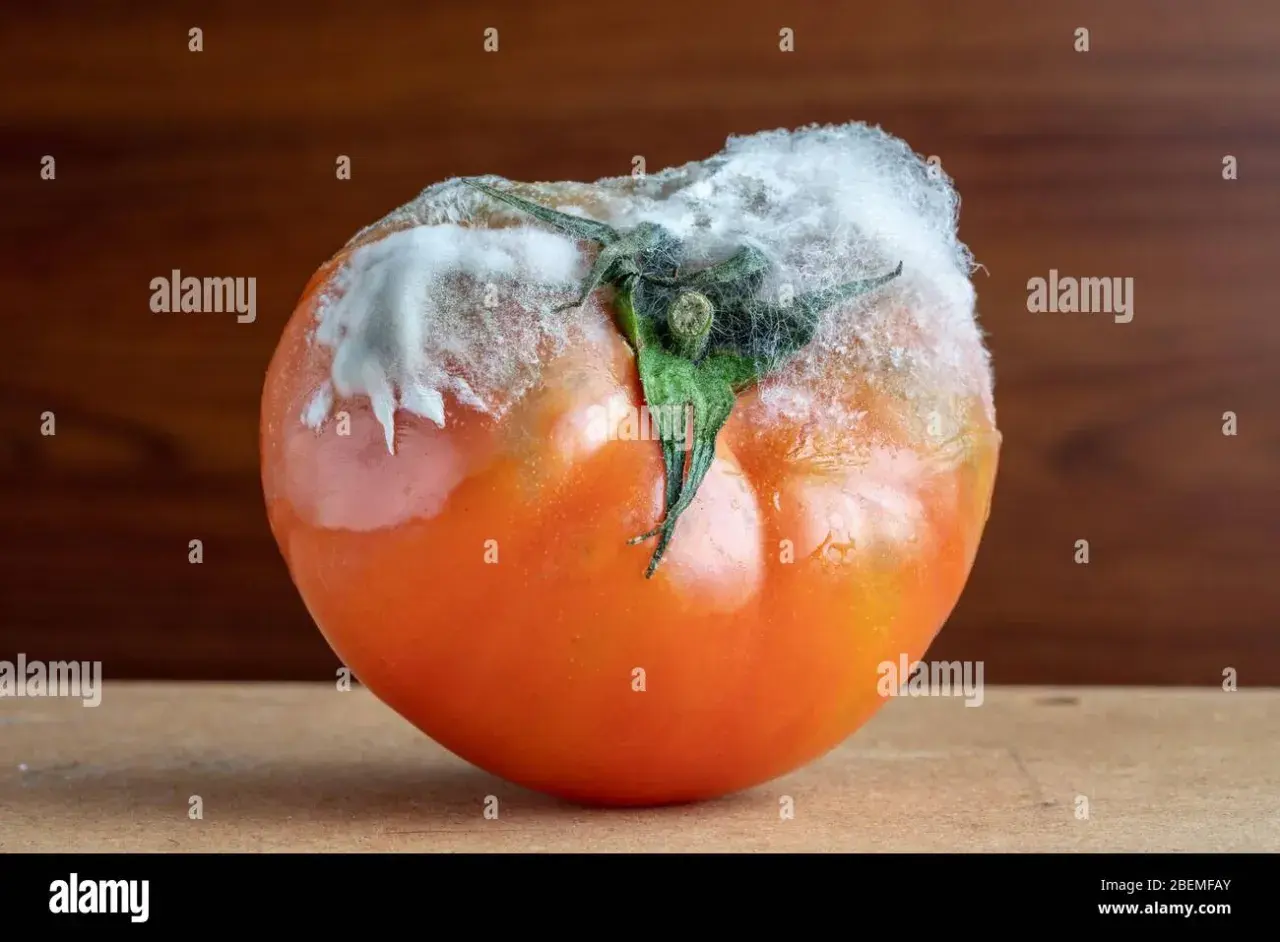 Pomodoro con botrite, muffa bianca e grigia che ricopre il picciolo e parte del frutto.