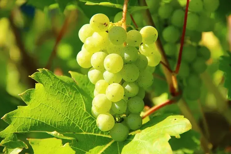 Kiedy zbierać winogrona na wino, aby uzyskać najlepszą jakość?