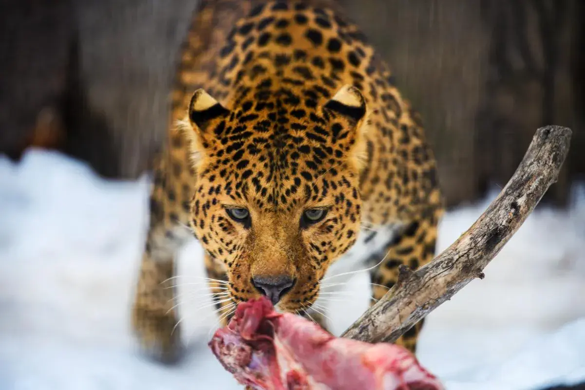 Leopardo con su pelaje moteado, comiendo carne cruda en la nieve. Así es como comen los leopardos.