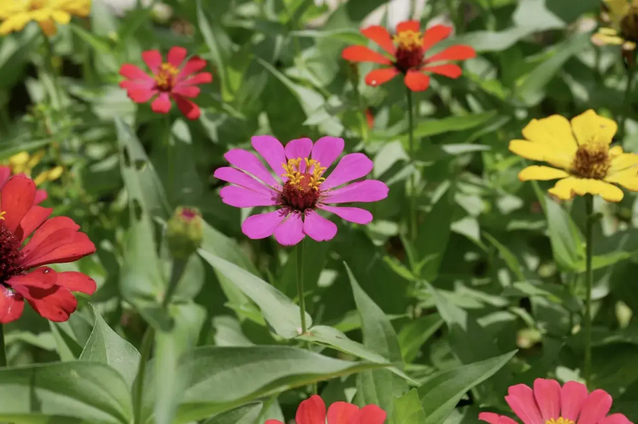 Bunte Zinnien blühen im Garten. Ein idealer zinnien standort ist sonnig und geschützt.