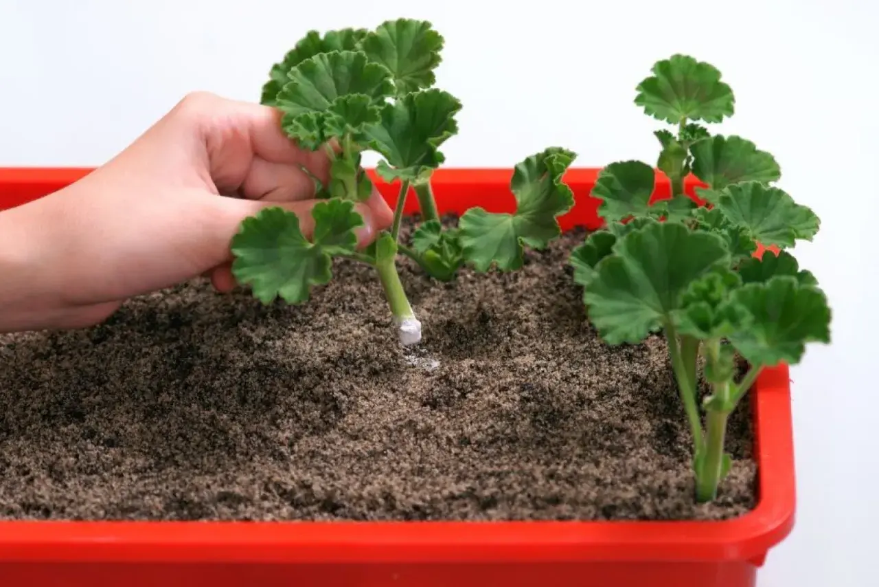 Dłoń sadzi ukorzenioną sadzonkę pelargonii do ziemi. Prosty sposób, jak zrobić sadzonki pelargonii.