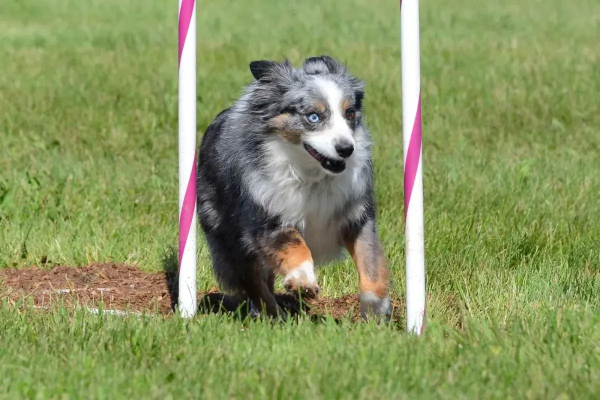 Ein Mini Australian Shepherd mit schwarz-grauem Fell und bunten Augen rennt durch einen Agility-Parcours.