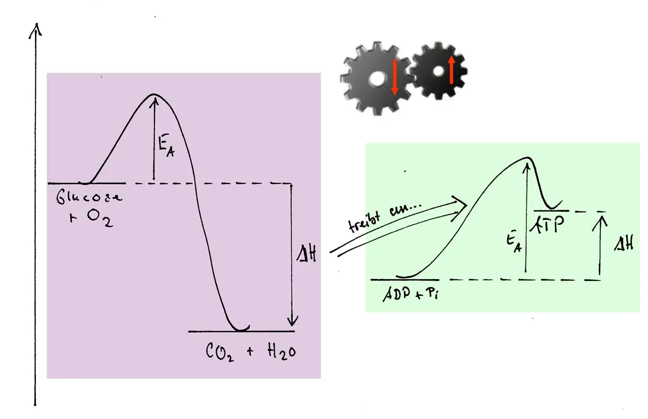 Energieprofile: Glucoseverbrennung (links) und ATP-Synthese (rechts), die durch die Gibbs-Helmholtz-Gleichung beschrieben werden könnten. Zahnräder symbolisieren Kopplung.