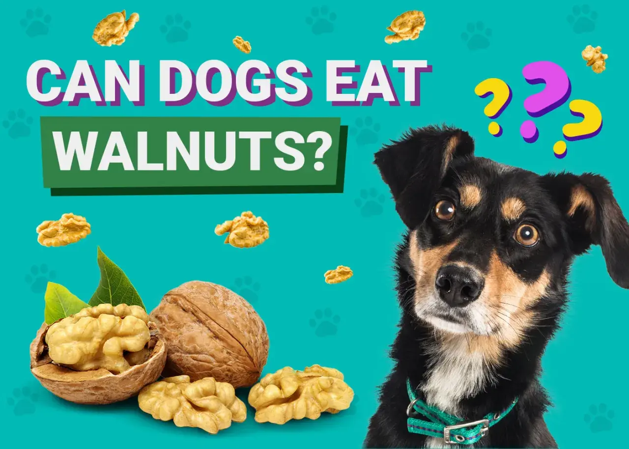 A curious dog looks at walnuts, wondering, "Can dogs eat walnuts?" The image features whole and shelled walnuts scattered around.