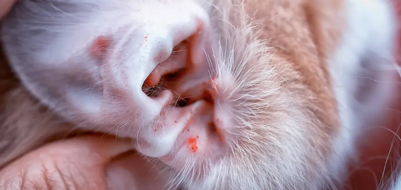 Nahaufnahme eines Katzenohrs mit roten Entzündungen und Krusten, die auf Parasiten bei der Katze hindeuten.