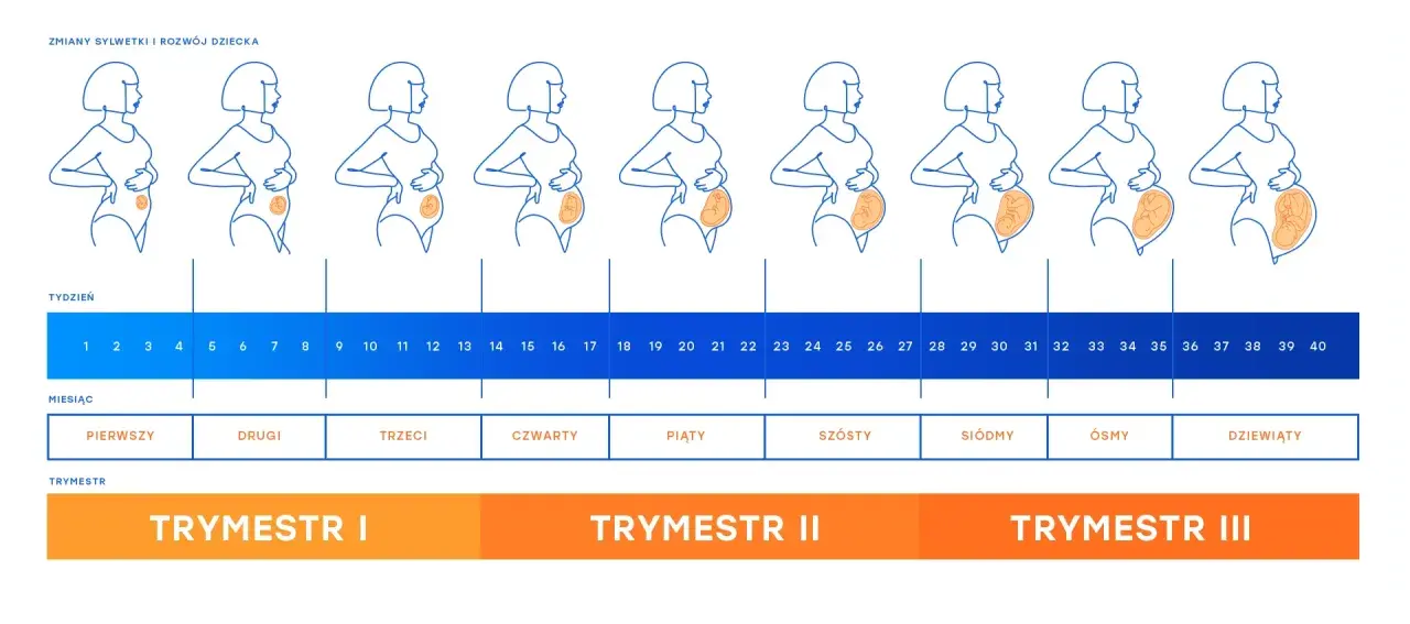 Zmiany sylwetki kobiety w każdym trymestrze ciąży, od pierwszego do dziewiątego miesiąca.