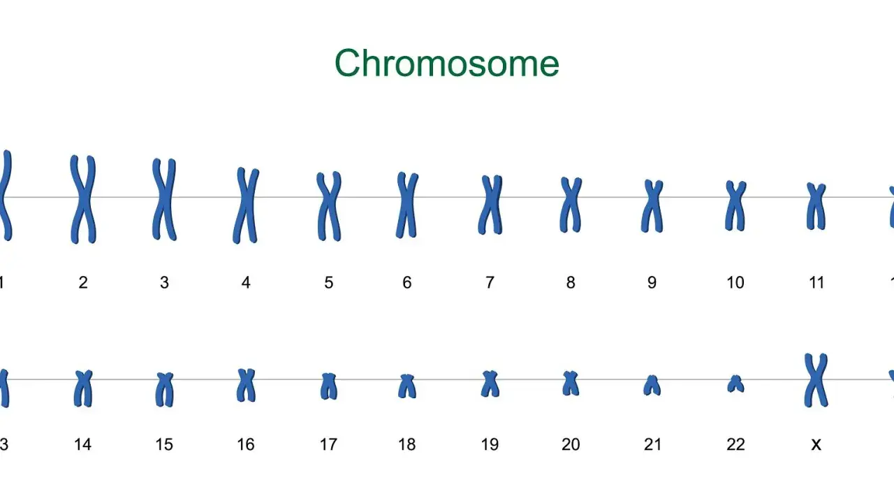 Zestawienie chromosomów ludzkich, od 1 do 22, plus chromosomy płci X. Każdy chromosom ma charakterystyczny kształt litery X.