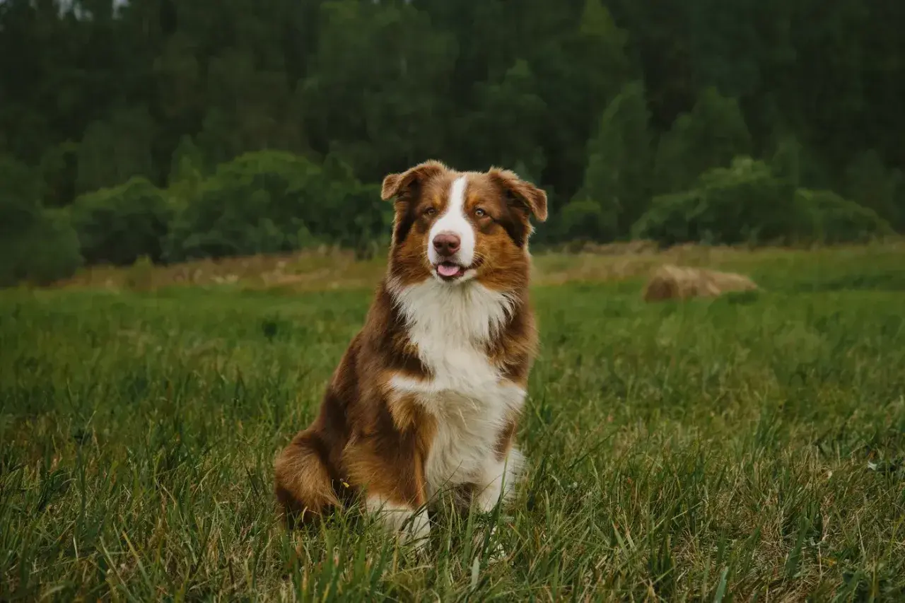 Ein braun-weißer Australian Shepherd sitzt im Gras. Seine Schulterhöhe ist typisch für diese Rasse.